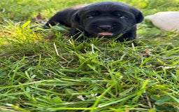 Labrador Retriever dogs for sale: KC health tested Labrador Pups  - Image 9