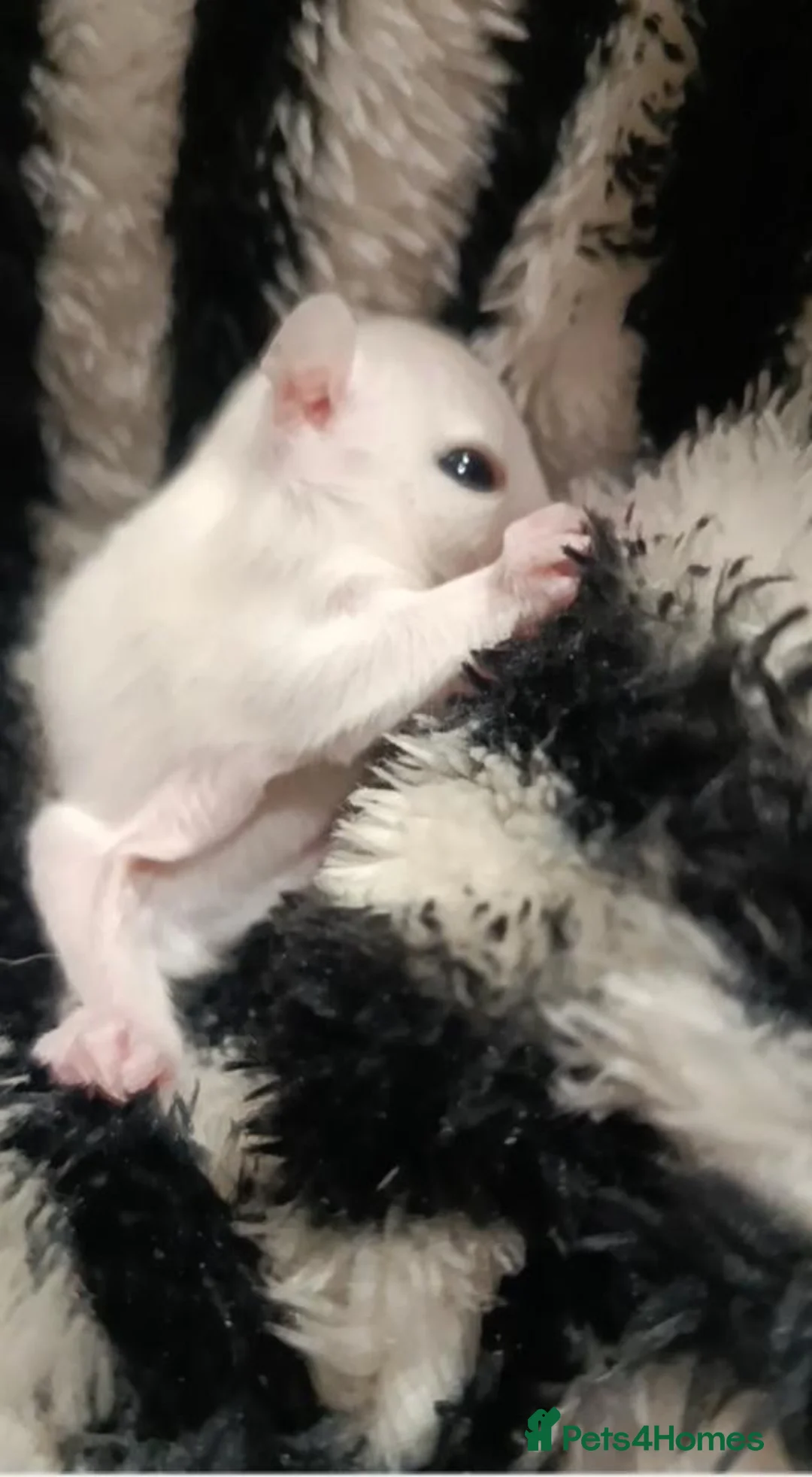 Sugar Glider rodents for sale: 💕Beautiful Leucistic Sugar Glider Baby Girl 💖 - Advert 2