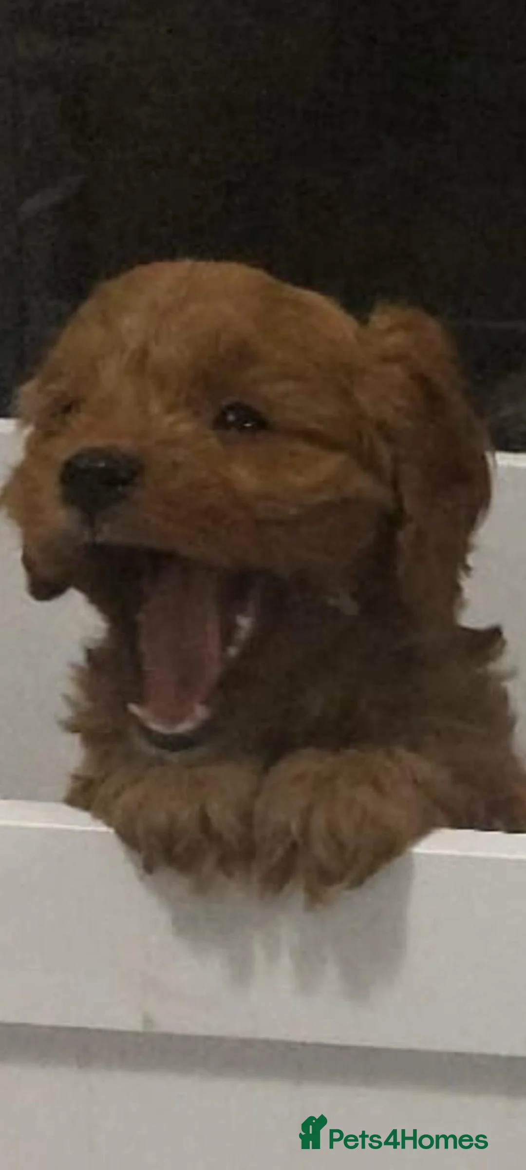 Cavapoo dogs for sale: F1 cavapoo puppies  - Advert 10
