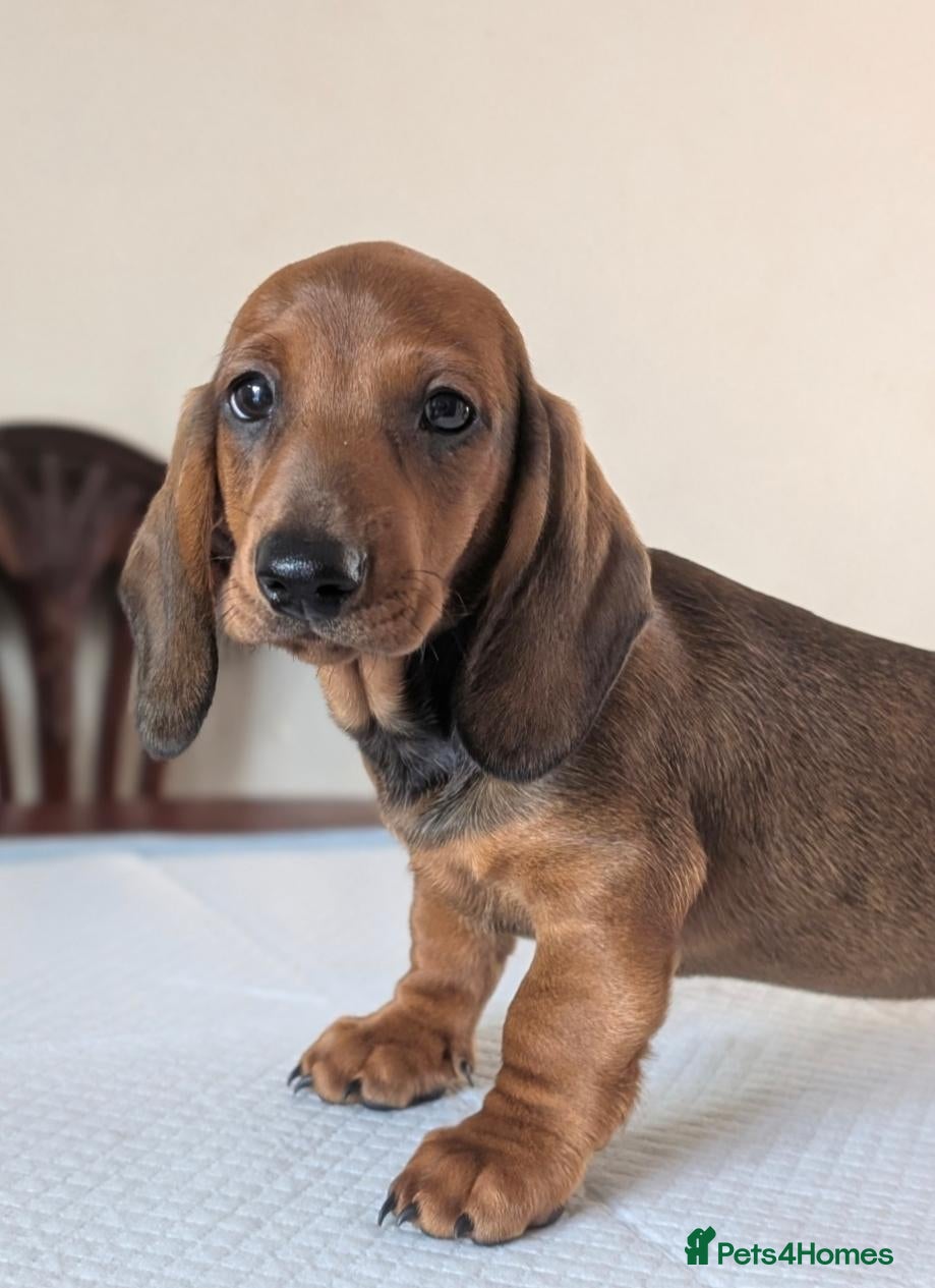Dachshund dogs Champion Bloodline Standard Dachshund - Advert 2