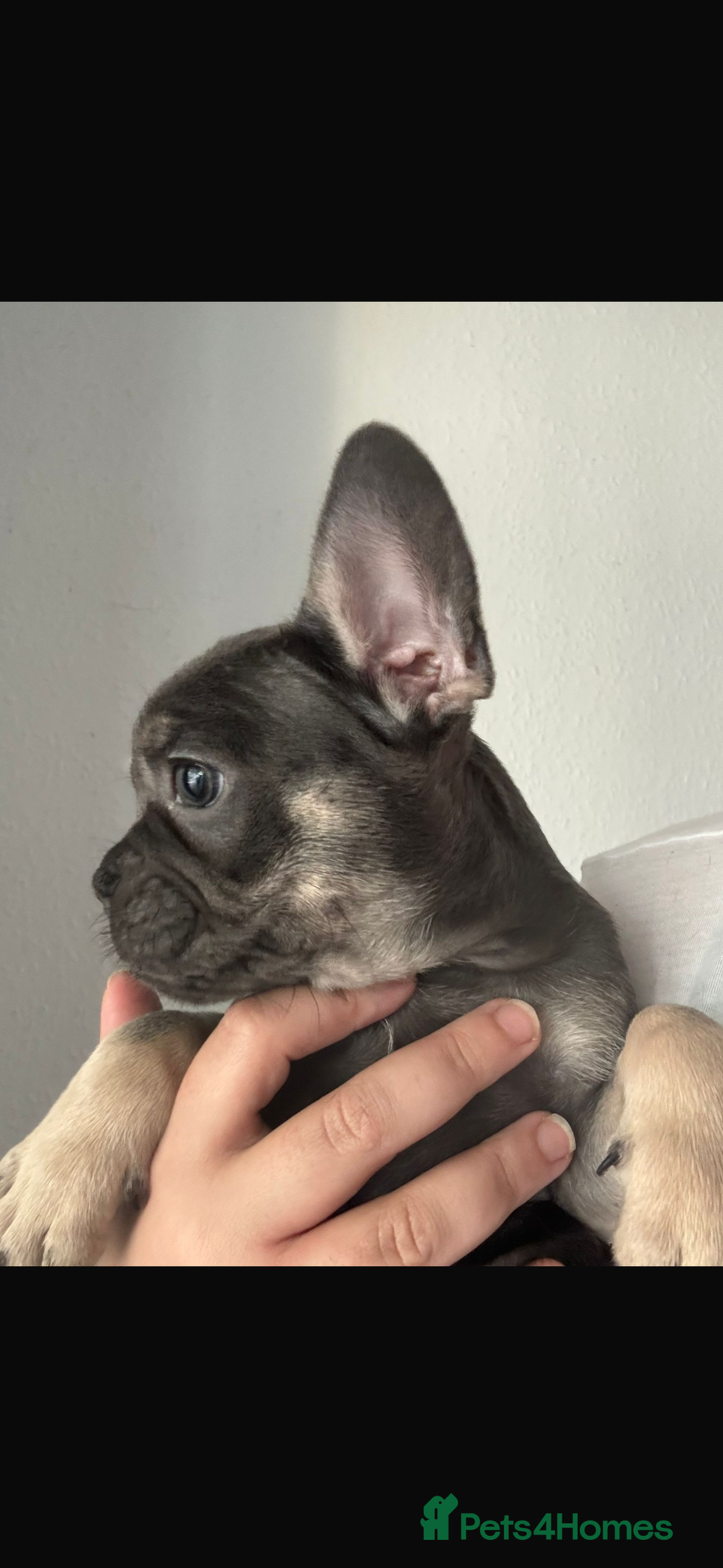 French Bulldog dogs for sale: LAST 2 REMAINING Beautiful French Bulldog Pups in Waltham Cross - Image 21