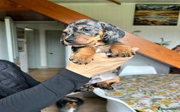 Miniature Dachshund dogs for sale: Beautiful dachsund pups...ready to go in mid Nov - Image 1