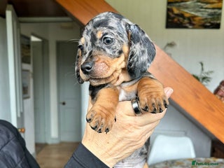 Miniature Dachshund dogs - Advert 24