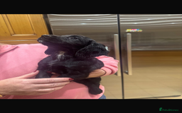 Cocker Spaniel dogs for sale: Cocker spaniel looking for forever home  - Image 5