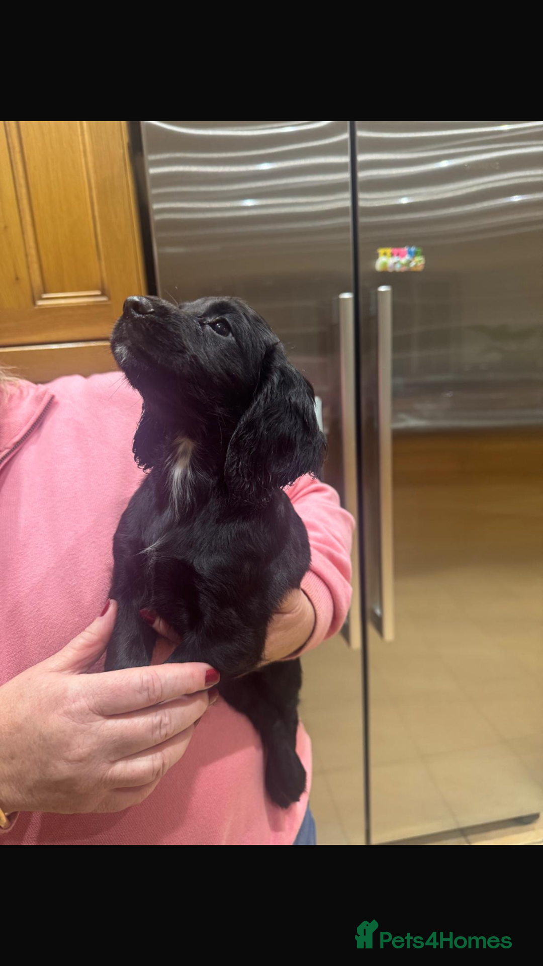 Cocker Spaniel dogs for sale: Cocker spaniel looking for forever home  - Image 5
