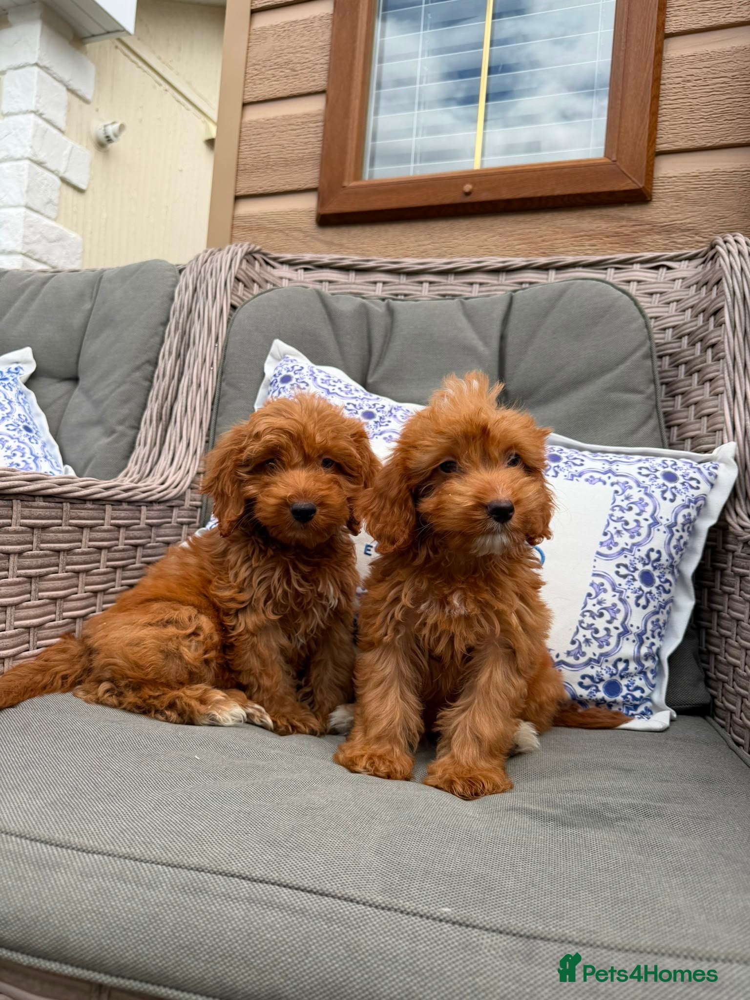 Cockapoo dogs F1 Cockapoo puppies (council licensed) - Advert 2