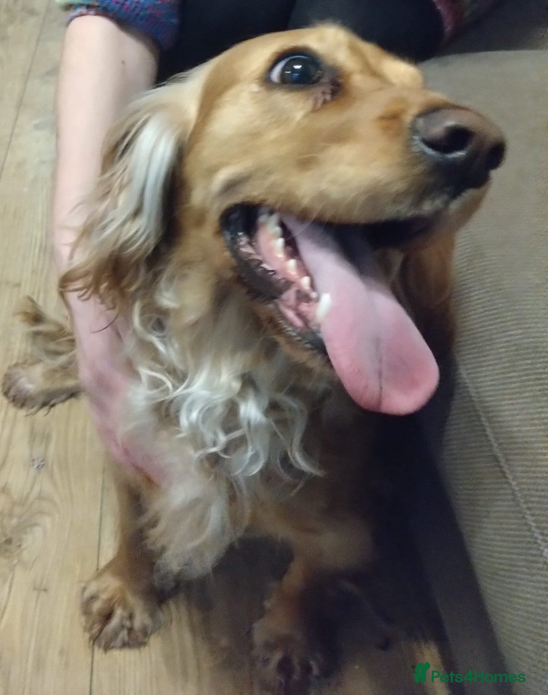 Cocker Spaniel dogs 🌸 Meet Bella 🌸 A Smart Girl for a Loving Home - Advert 2