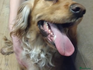 Cocker Spaniel dogs 🌸 Meet Bella 🌸 A Smart Girl for a Loving Home - Advert 3