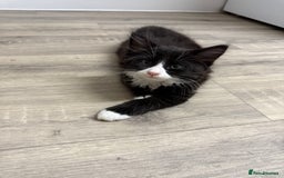 British Shorthair cats for sale: 4 Beautiful Girls!  - Image 1