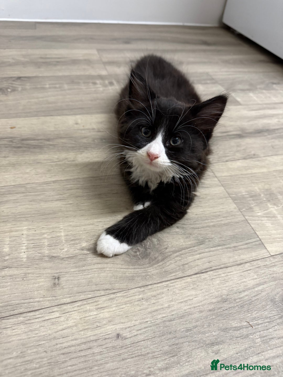 British Shorthair cats for sale: 4 Beautiful Girls!  - Image 1