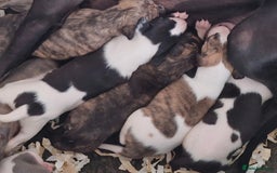 Whippet dogs for sale: Five Star KC Whippet Puppies - Image 9