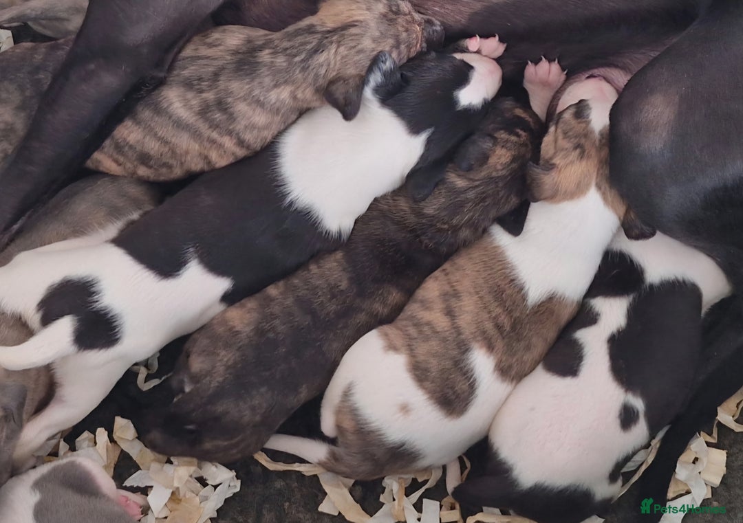 Whippet dogs for sale: Five Star KC Whippet Puppies - Image 9