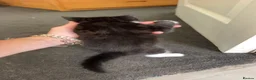 Mixed Breed cats for sale: Single Male Kitten  - Advert 8