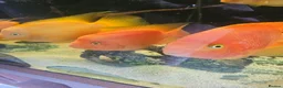 Cichlids fish for sale: 6ft tank and cichlids  - Advert 4