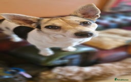 Jack Russell dogs for sale: Gorgeous adult female jack Russell  - Image 16