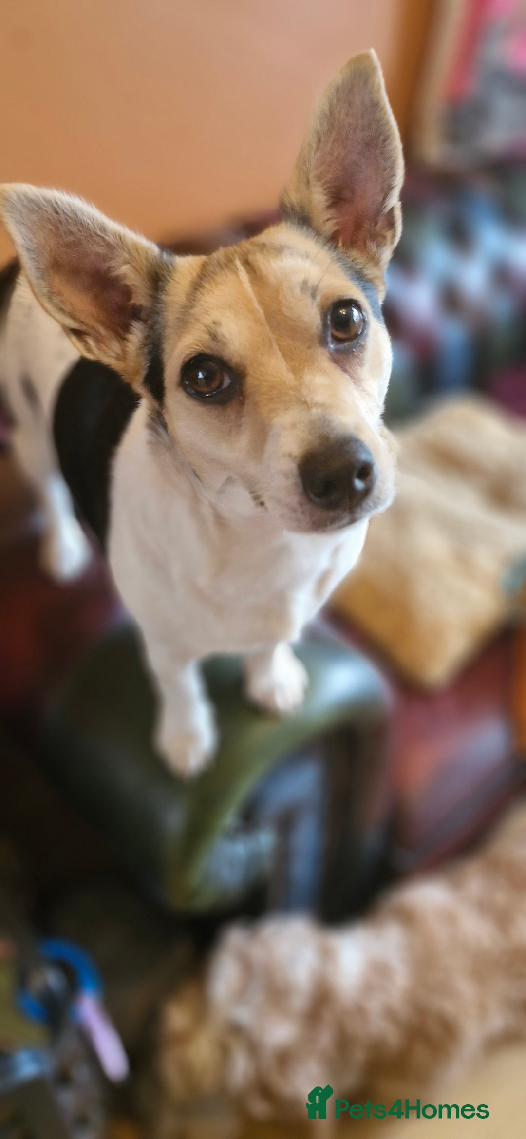 Jack Russell dogs for sale: Gorgeous adult female jack Russell  - Image 16