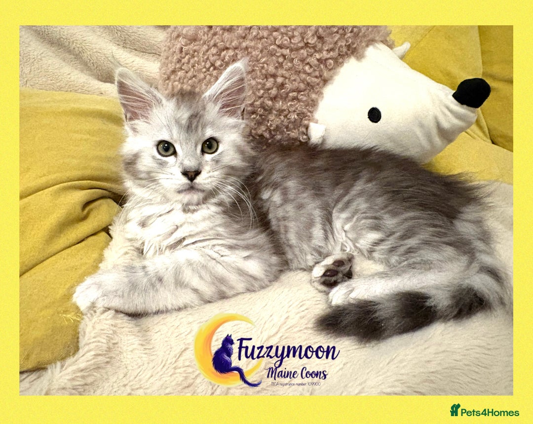 Maine Coon cats for sale: Gorgeous Shaded Pedigree Maine Coon Kittens - Advert 22