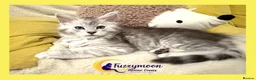 Maine Coon cats for sale: Gorgeous Shaded Pedigree Maine Coon Kittens - Advert 22