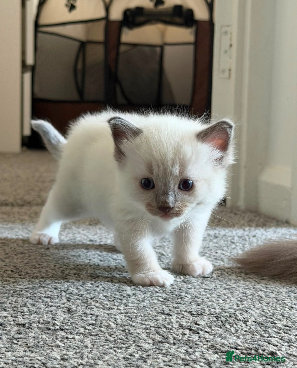 Ragdoll cats Beautiful Ragdoll Kittens - 2 boys 🐱🩵🐱 - Advert 16