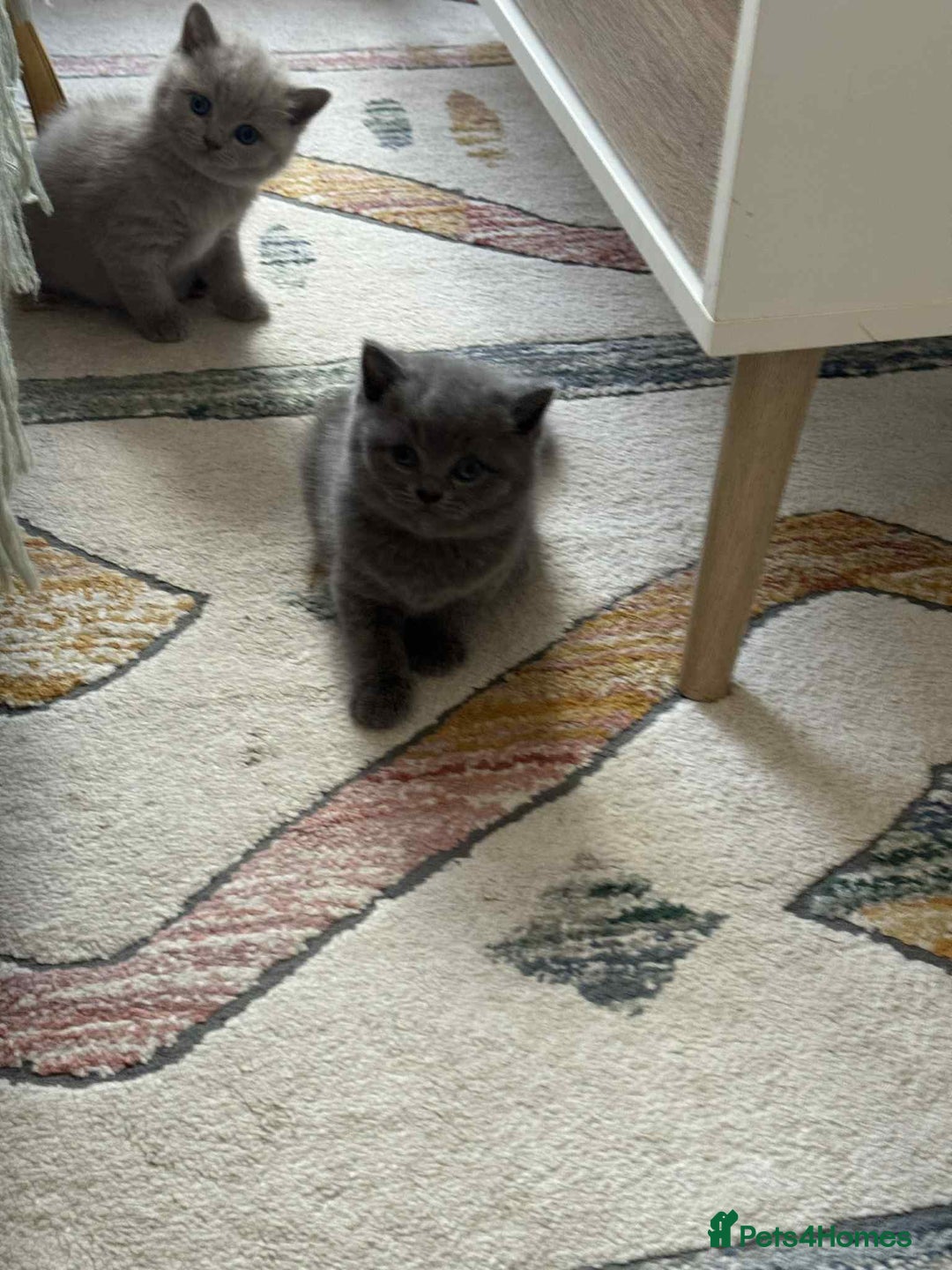 British Shorthair cats for sale: British shorthair - Image 12