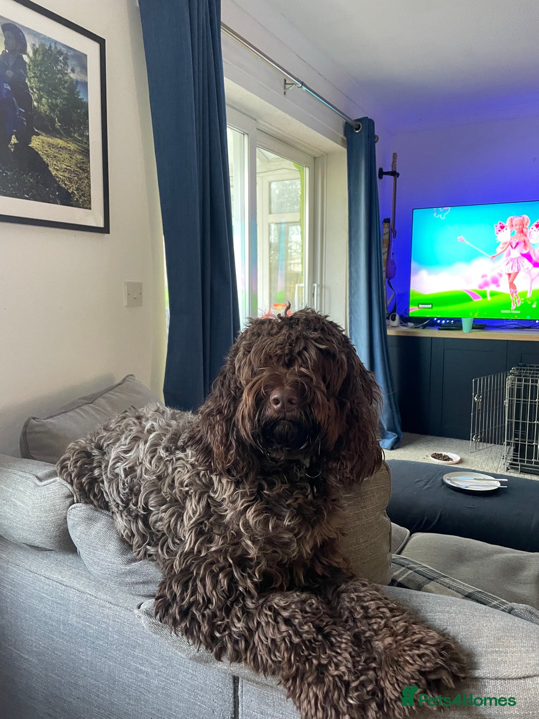 Cockapoo dogs for sale: Conkers needs a new home - Image 4