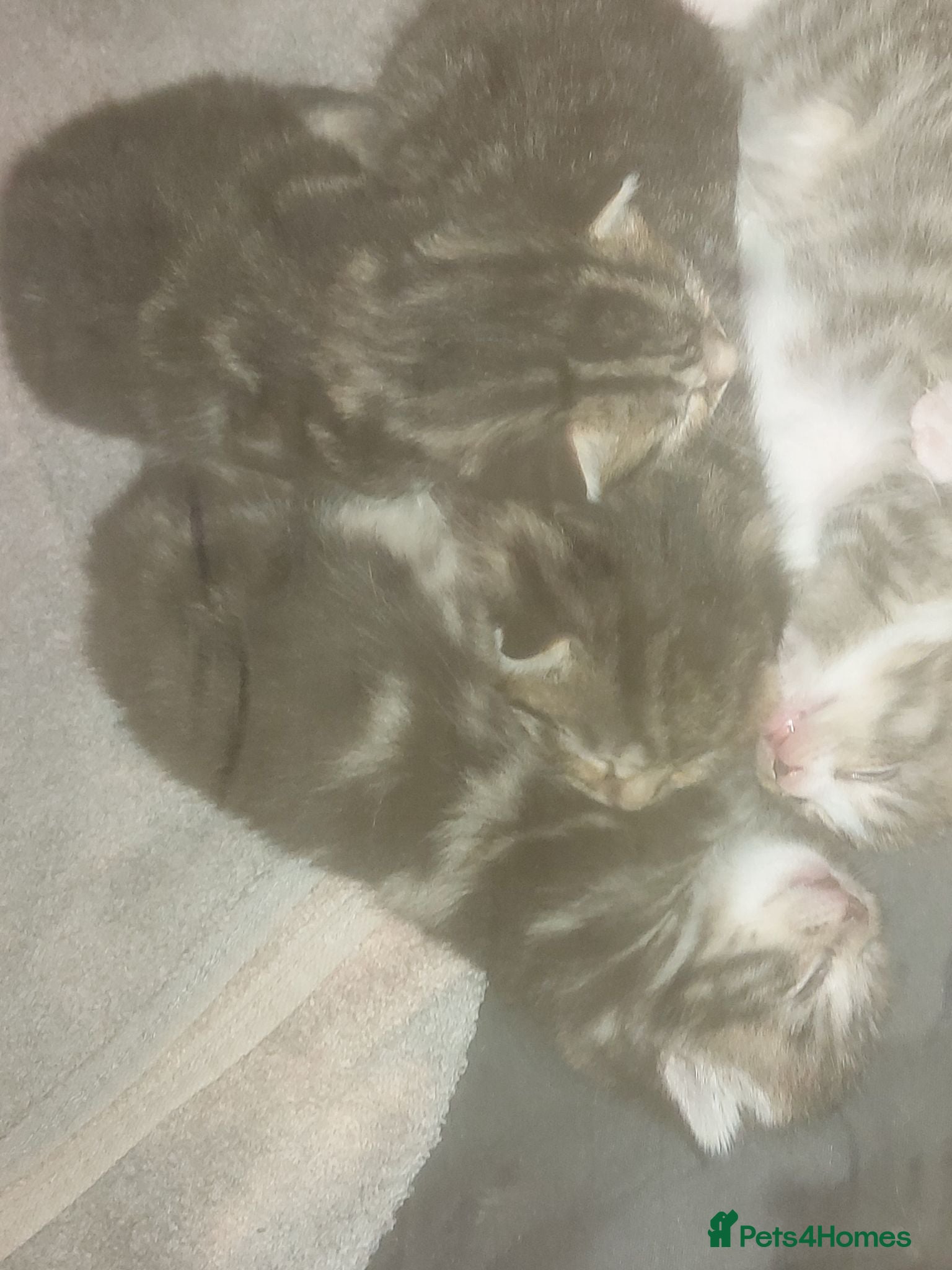 Mixed Breed cats Tabby kittens  - Advert 3