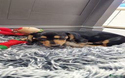 Miniature Dachshund dogs for sale: LAST TWO GORGEOUS MINIATURE DACHSHUNDS - Advert 6