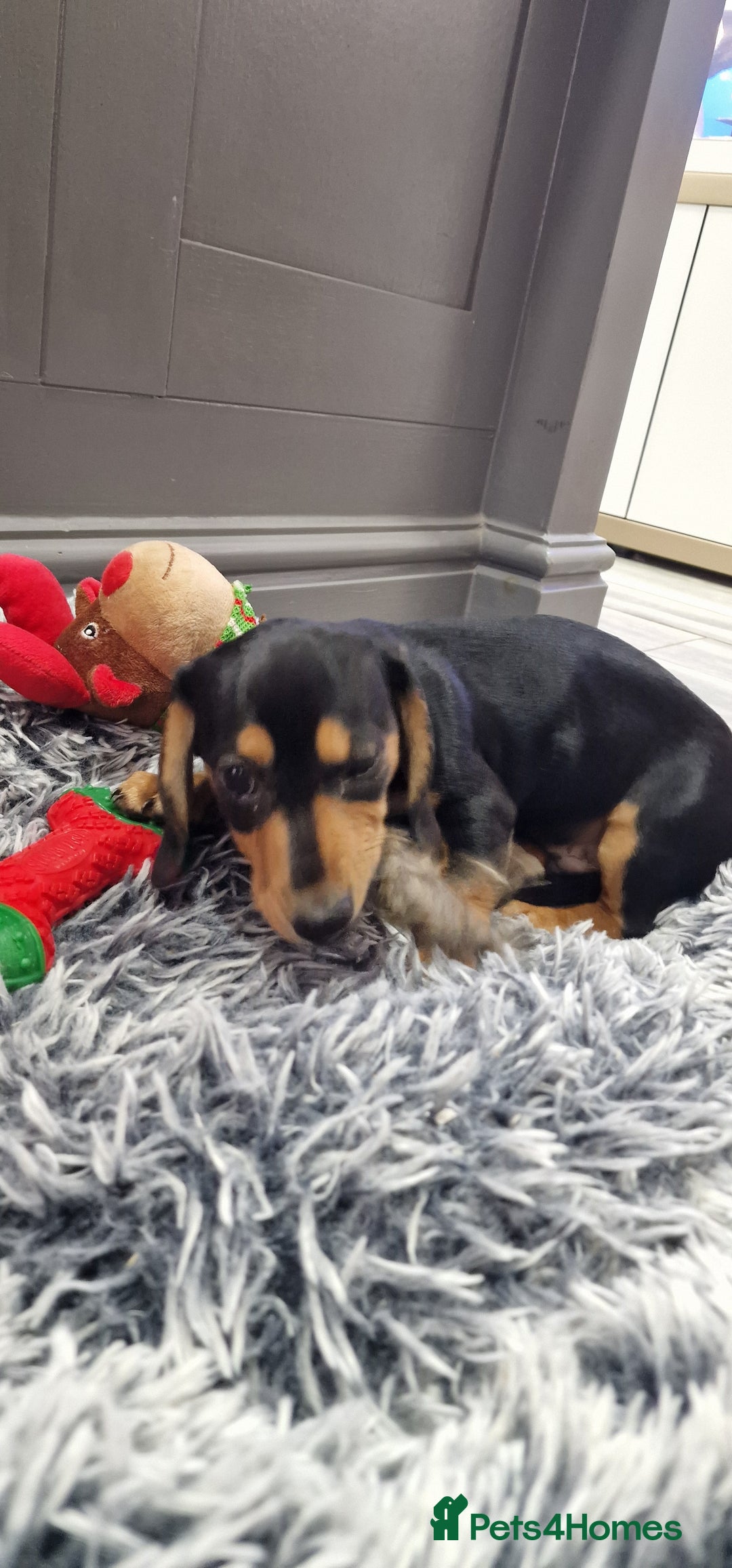 Miniature Dachshund dogs for sale: LAST TWO GORGEOUS MINIATURE DACHSHUNDS - Advert 6