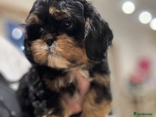 Shih Tzu dogs PLEASE READ THE DESCRIPTION - Advert 15