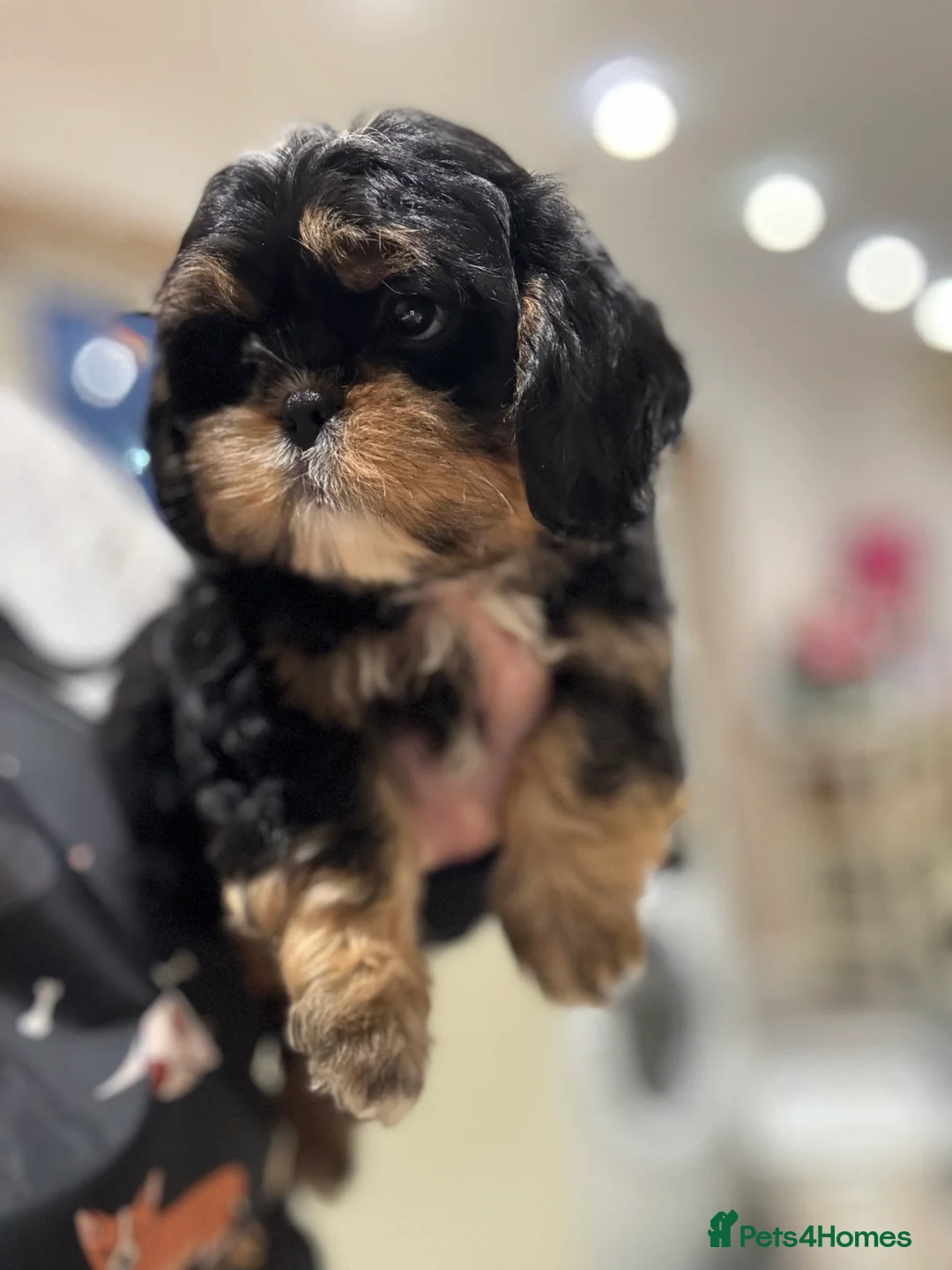 Shih Tzu dogs for sale: PLEASE READ THE DESCRIPTION  - Advert 2