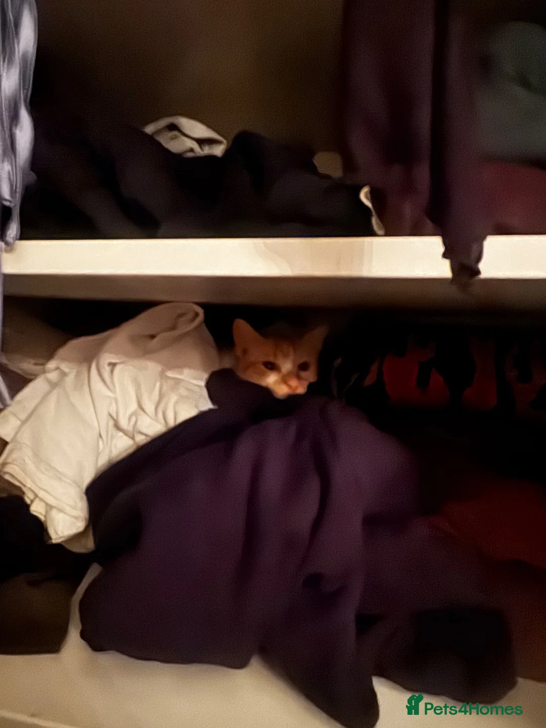 Mixed Breed cats for sale: Female White and Ginger Cat - Advert 2