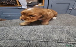 Cocker Spaniel dogs for sale: Beautiful cocker spaniel puppies - Image 11