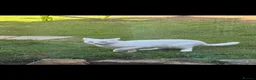 Turkish Angora cats for sale: Beautiful Tr anorgas for sale - Advert 2