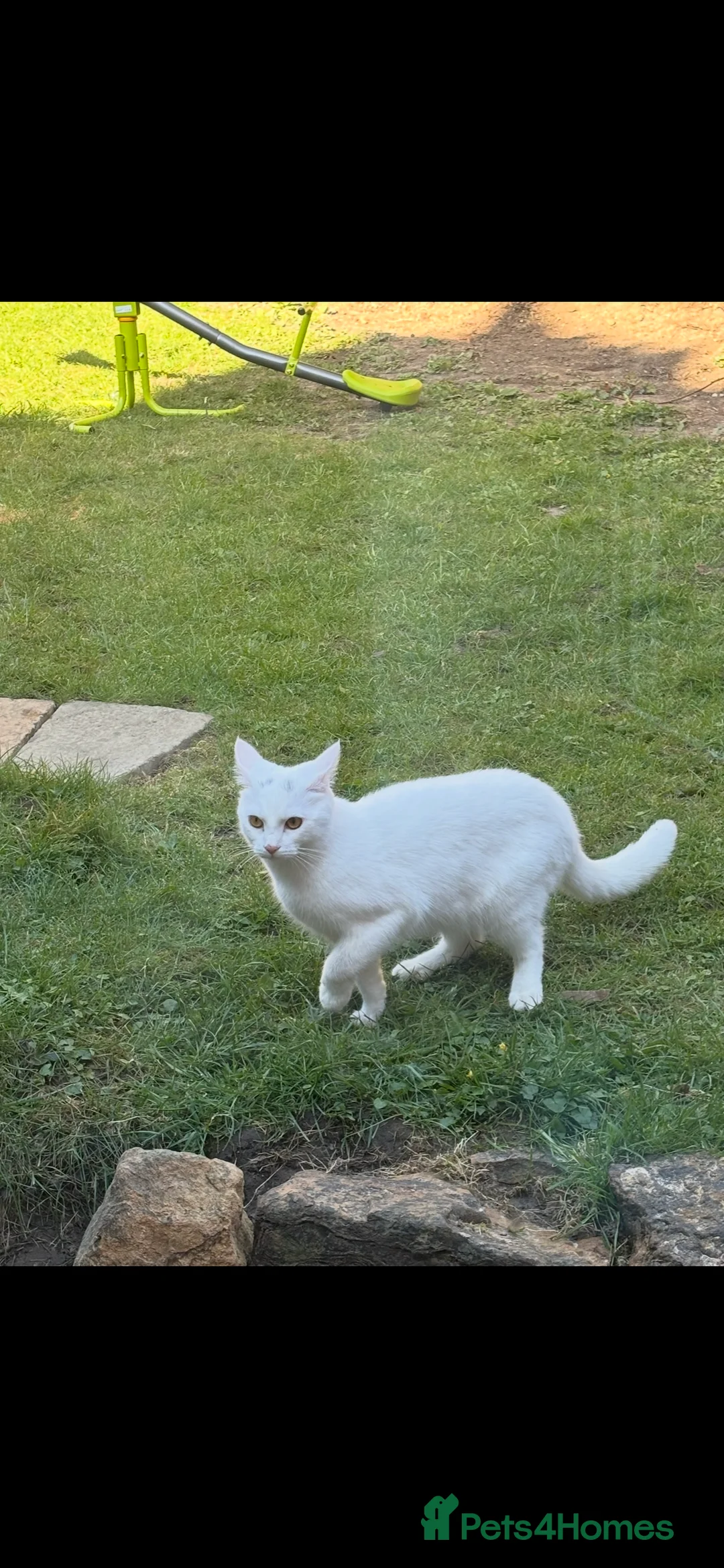 Turkish Angora cats for sale: Beautiful Tr anorgas for sale - Advert 2