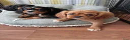 Cavalier King Charles Spaniel dogs for sale: Pedigree Cavalier King Charles Spaniel  - Advert 6