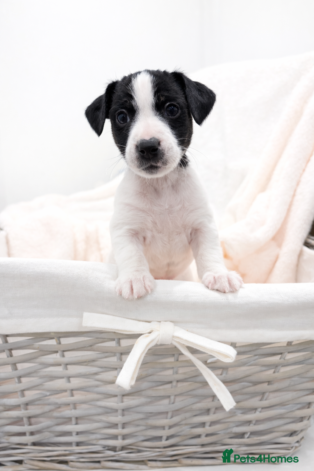 Jackapoo dogs for sale: Beautiful Jackapoo Puppies 🐾 - Advert 7