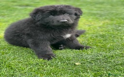German Shepherd dogs for sale: German Shepherds. 2 left to go.. - Image 8