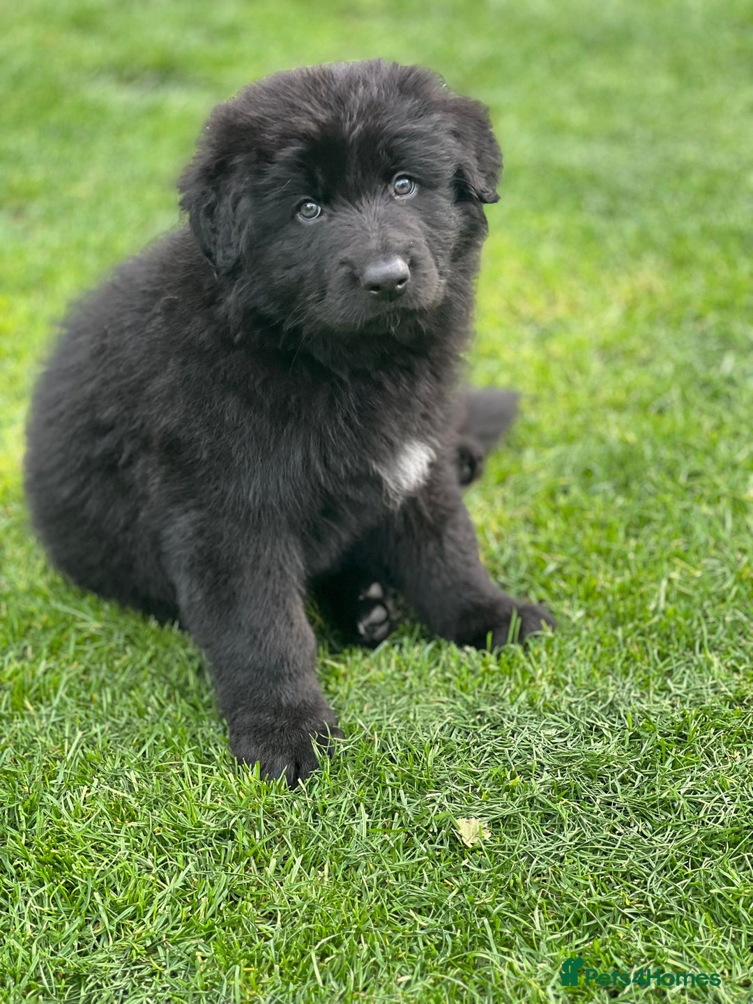 German Shepherd dogs for sale: German Shepherds. 2 left to go.. - Image 8