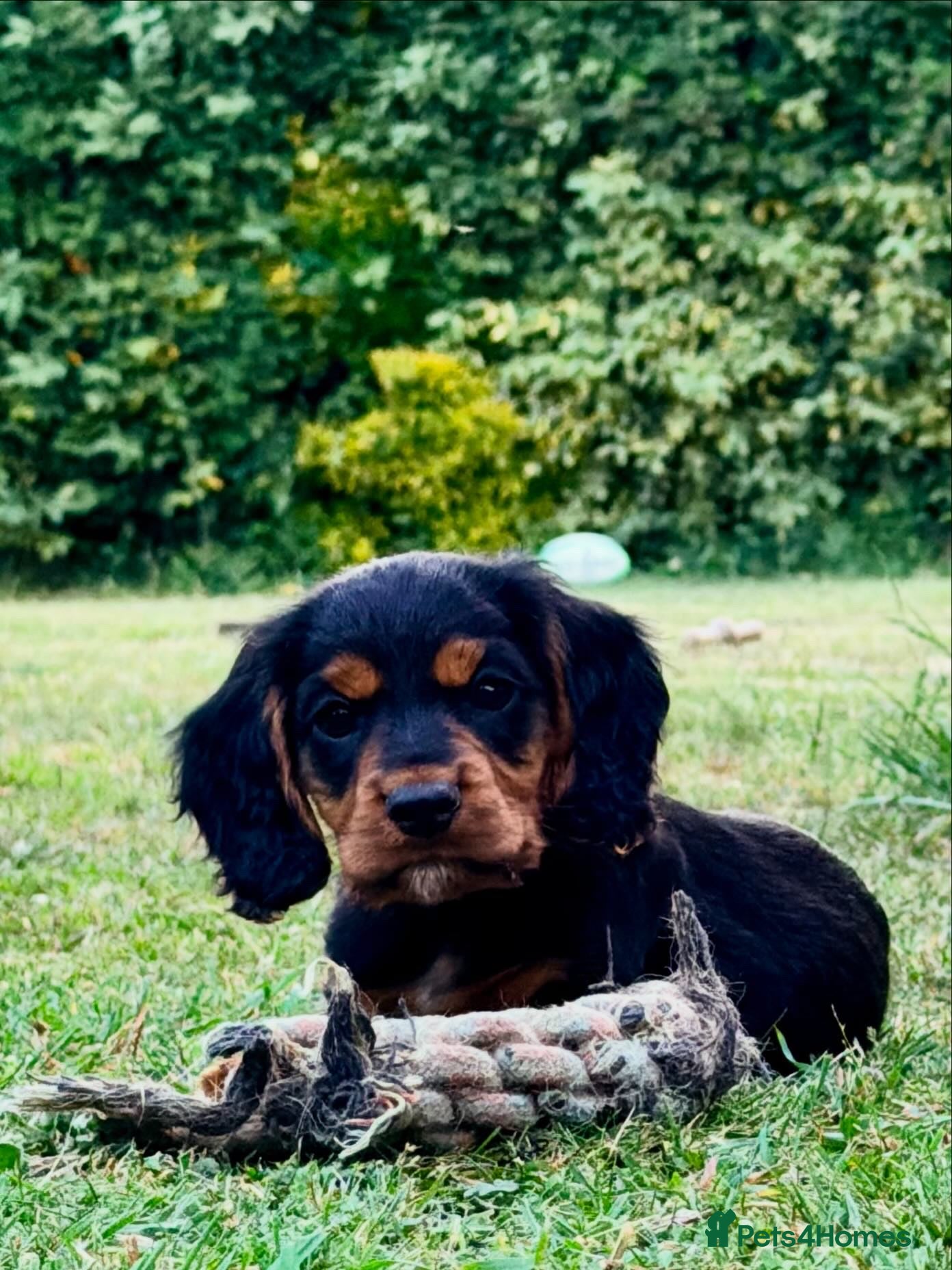 Cocker Spaniel dogs Last boy 🖤 KC Cocker Spaniel - puppy culture - Advert 1