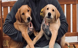 Labrador Retriever dogs for sale: 2 Labrador puppies for sale  - Image 1