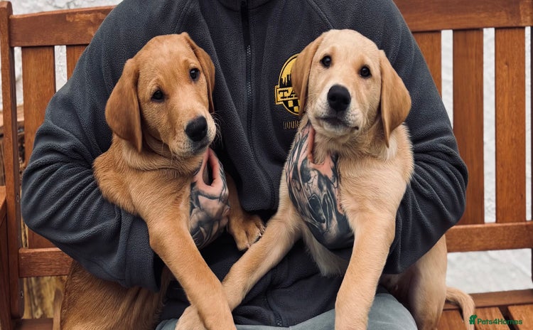Labrador Retriever dogs - Advert 3