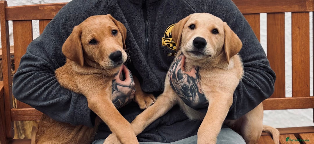 Labrador Retriever dogs for sale: 2 Labrador puppies for sale  - Image 1