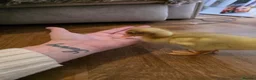 Ducks poultry for sale: 2 baby runner ducks  in Hemel Hempstead - Advert 2