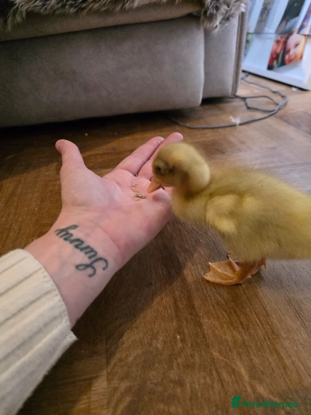 Ducks poultry for sale: 2 baby runner ducks  in Hemel Hempstead - Advert 2