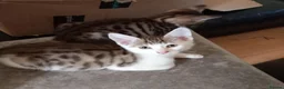 Mixed Breed cats for sale: Kittens ready for their forever homes tabby bengal - Advert 16