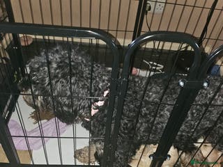 Mixed Breed dogs Mixed-breed - Advert 1