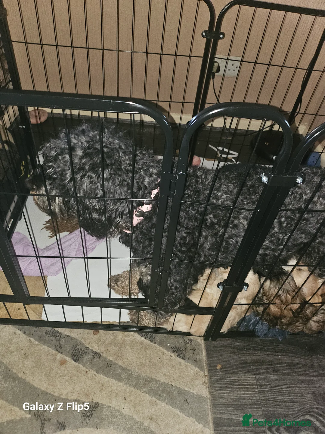 Mixed Breed dogs for sale: Mixed-breed  - Advert 1