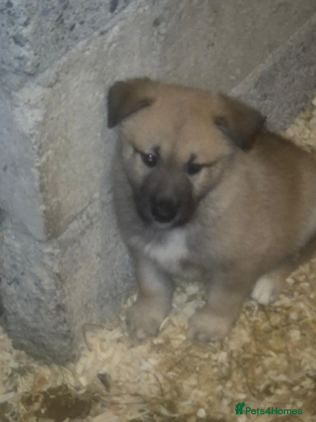 Mixed Breed dogs for sale: Belgain sheppard  in Downpatrick - Advert 2