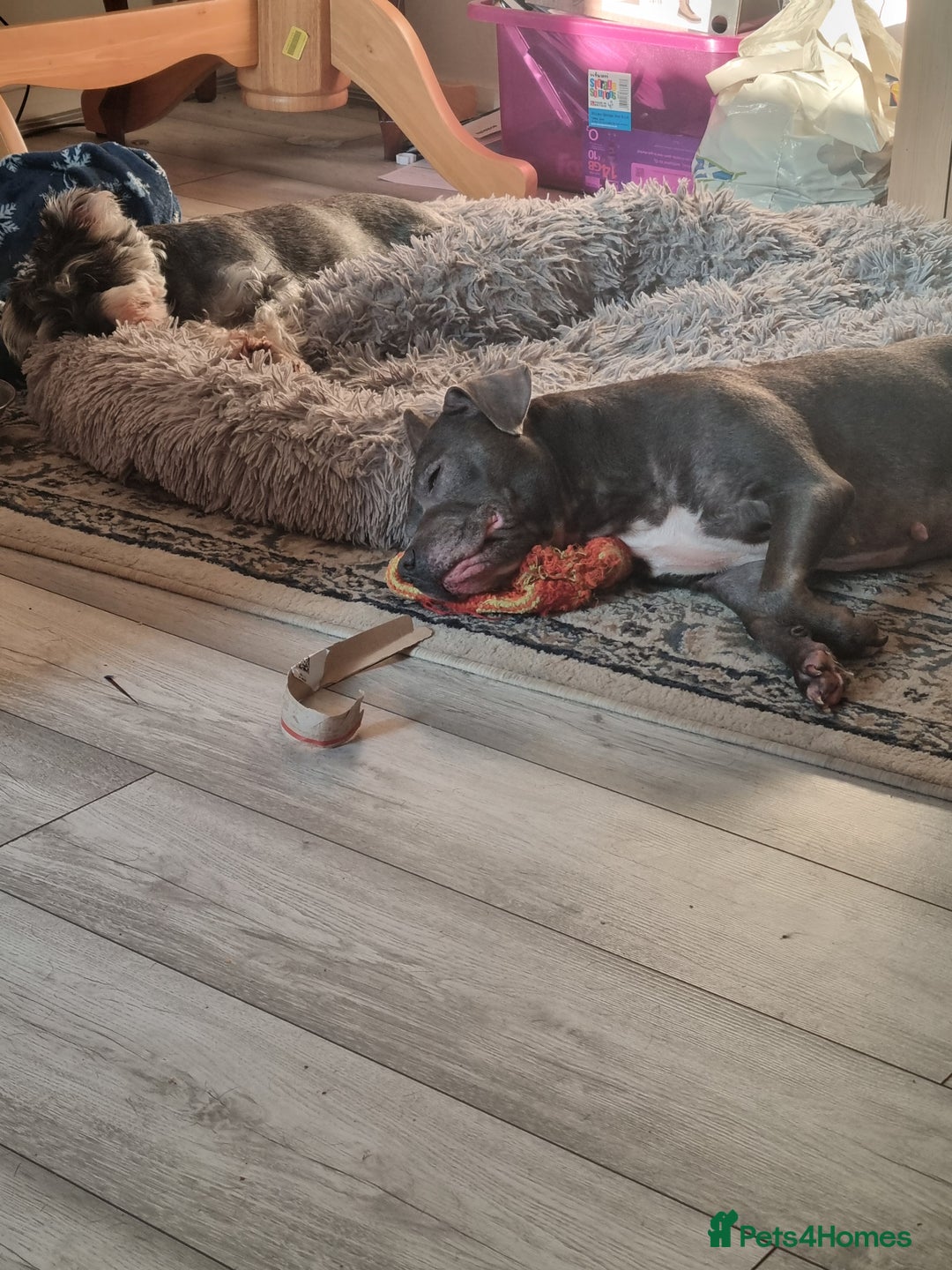 Staffordshire Bull Terrier dogs for sale: Blue Staffordshire bull terrier.  - Image 8
