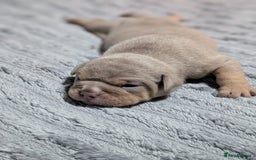 English Bulldog dogs for sale: Beautiful Litter Of New English Bulldog Puppies - Image 6